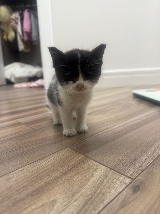 Отдам котенка бесплатно