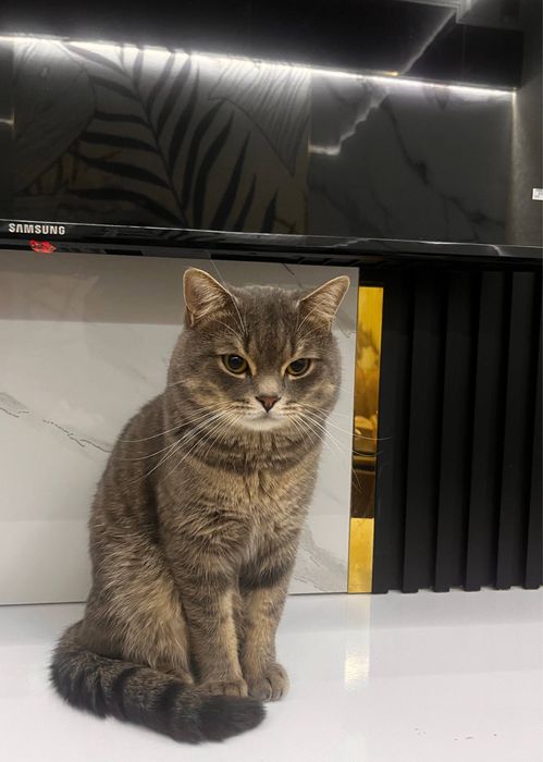 Mushu sotiladi O’gil bola