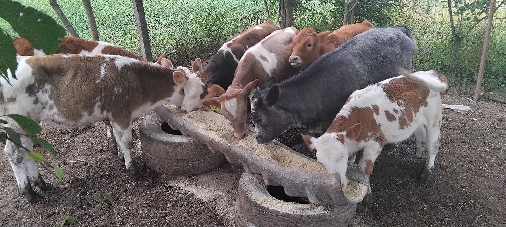 Viței de vânzare