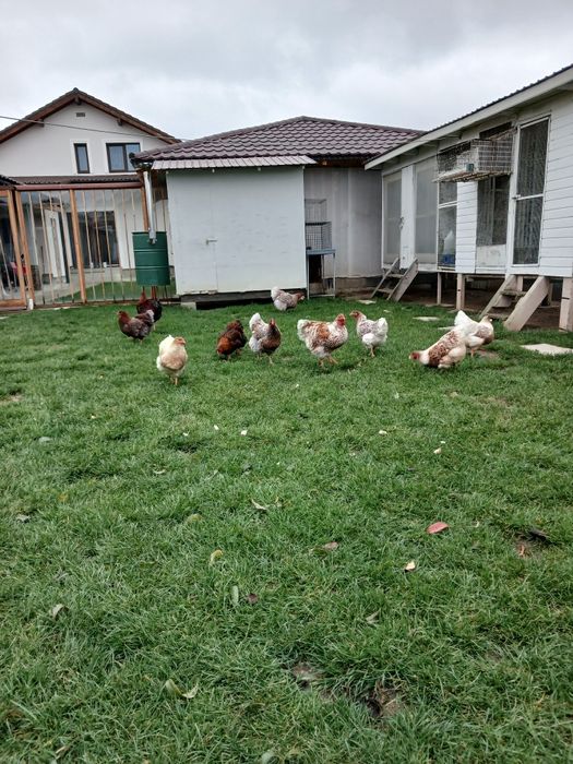 De vanzare voliere (cotețe),pentru gaini ,porumbei, etc.