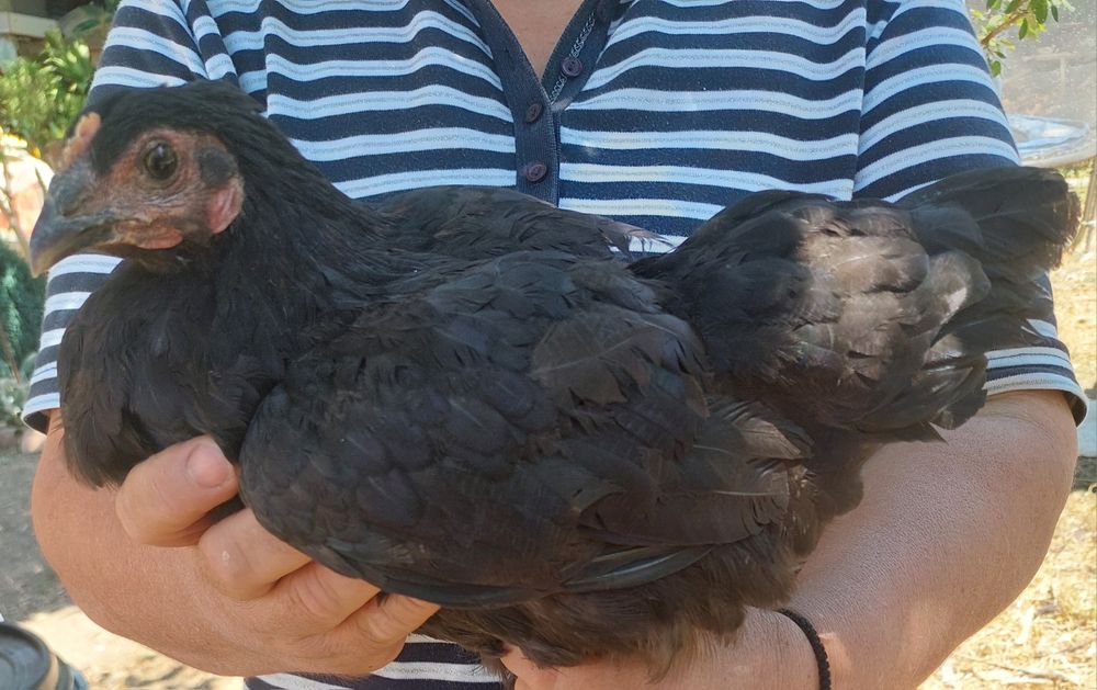 Продавам Петли и Кокошки