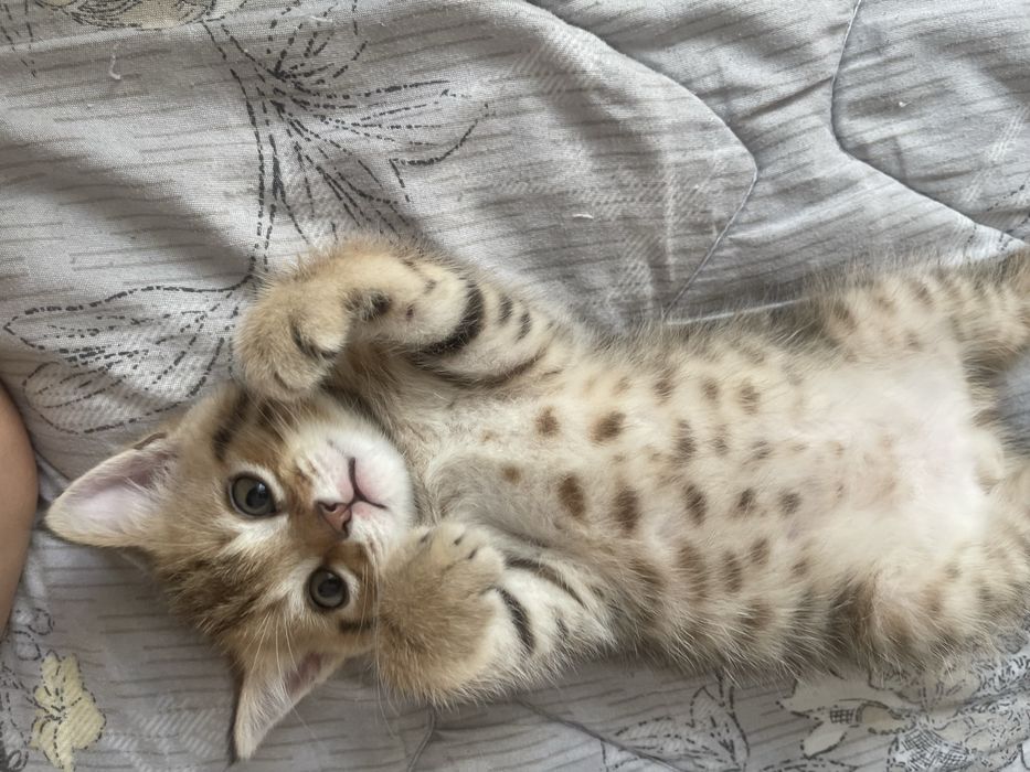 Маленькие пародистые котята