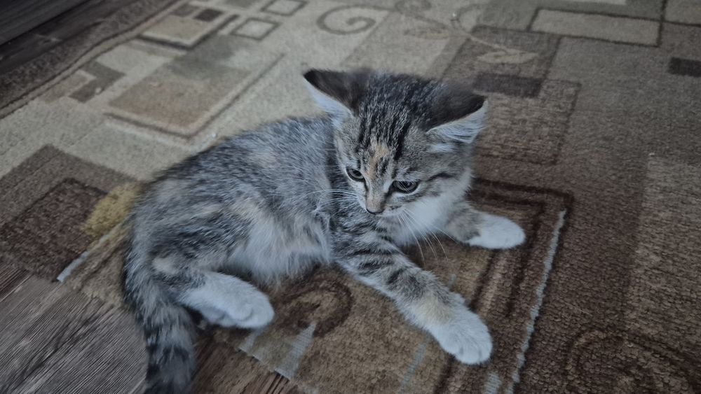 Отдаю котят в добрые руки!