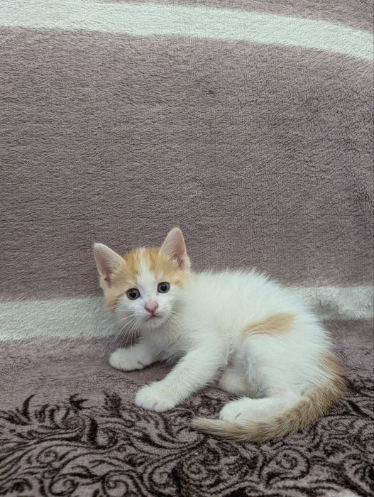 Котята бесплатно в добрые руки