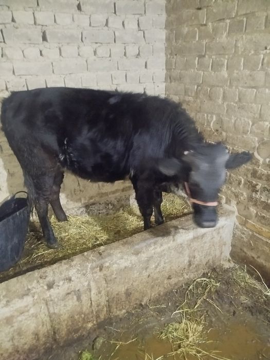 Mol Honajn sotiladi Nazarbek