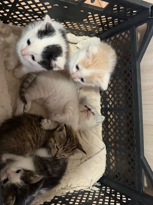 Отдам котят в добрые руки