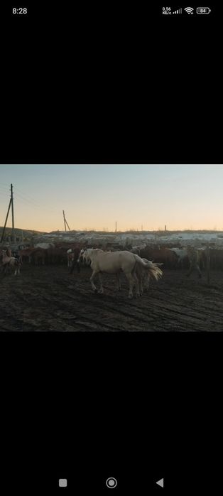 В продаже кобыла и два жеребенка