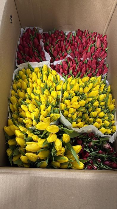 ТЮЛЬПАНЫ ПО 350тг!!!