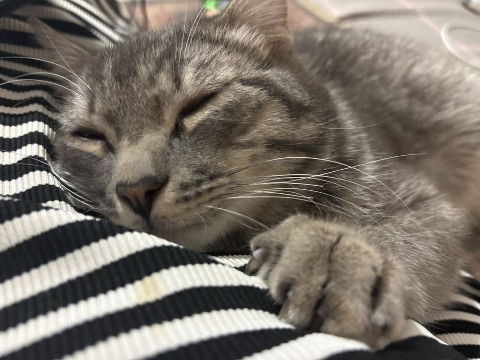 кот ~11 месяцев в добрые руки