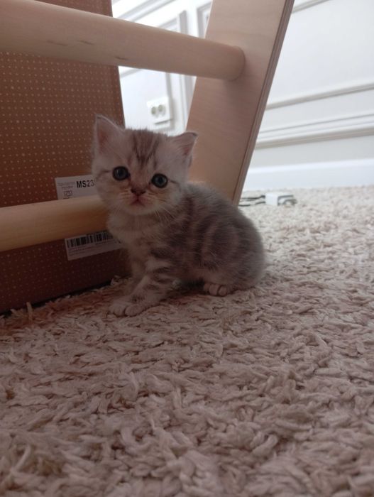 Продам котят Шотландский Вислоух