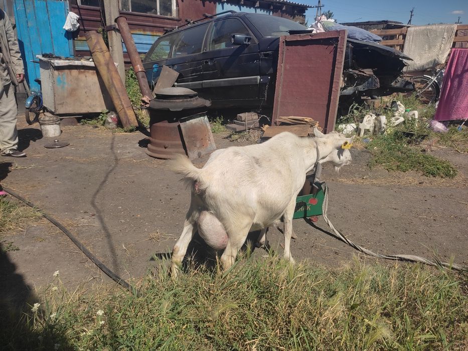 Продам козу дойную