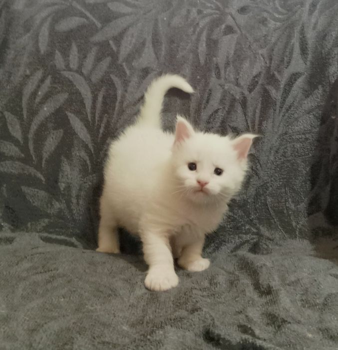 Котята породы Мейн Кун