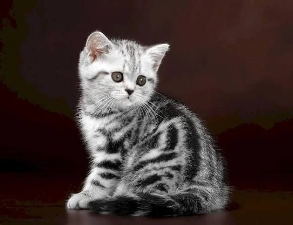 Скоттиш страйт котята
