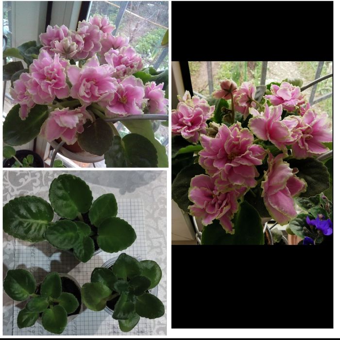 Неприхотливые комнатные цветы