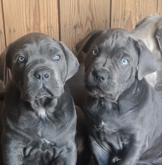 Mascul Cane Corso, 12 săptămâni, Pedigree tip A