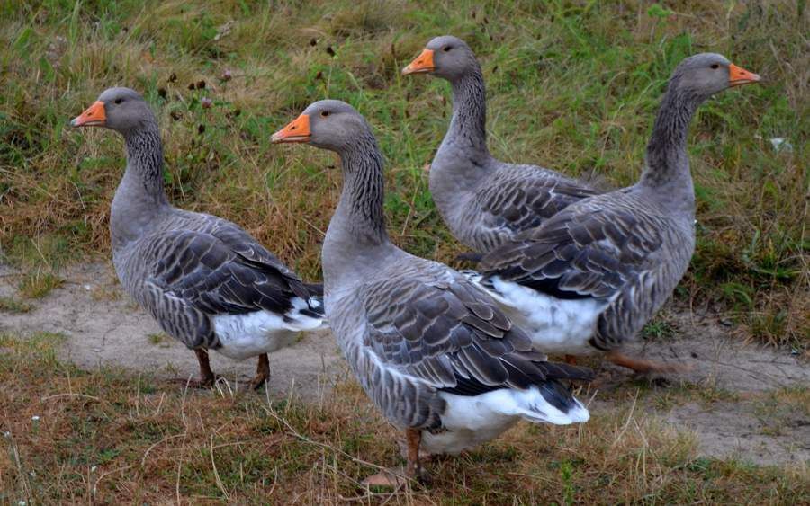 Крупные серые гуси