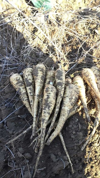 Patrunjel si pastarnac