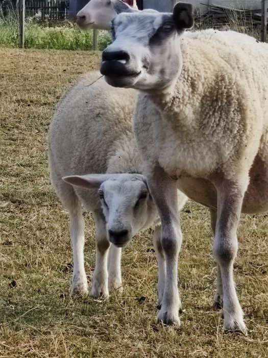 Miei texel din linie import Olanda