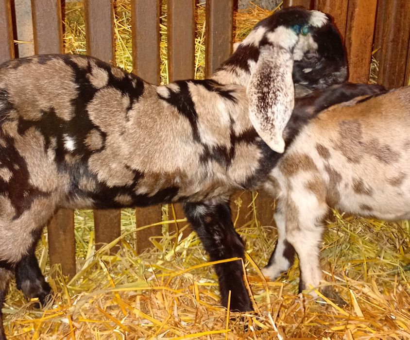 Anglonubiene ieduțe si iezi de vânzare