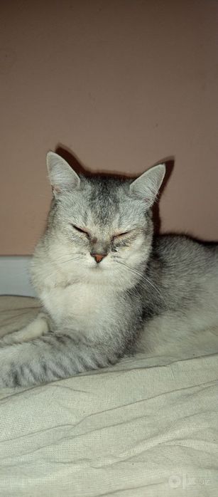 Британский шорт.