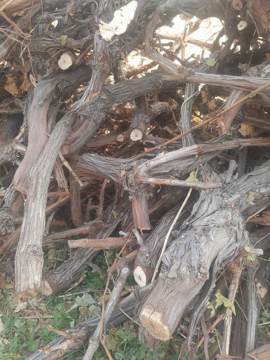 Утин узум кундаси.