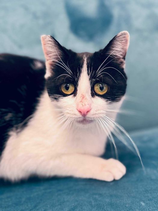 Коте Кари търси дом