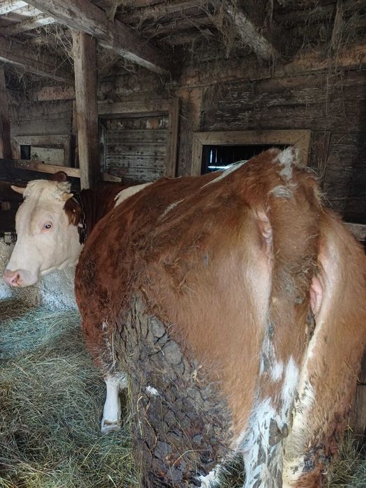 Vand juninca gestanta