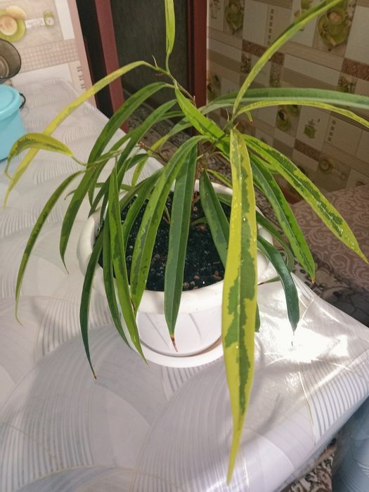 Фикус Али Амстел Грин голд