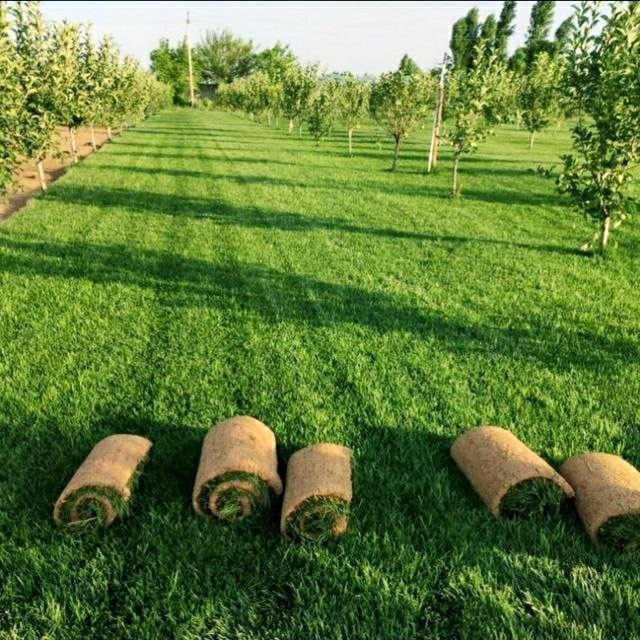 Поссев  бренд  газоны  Готовые рулонные газоны Автопалив