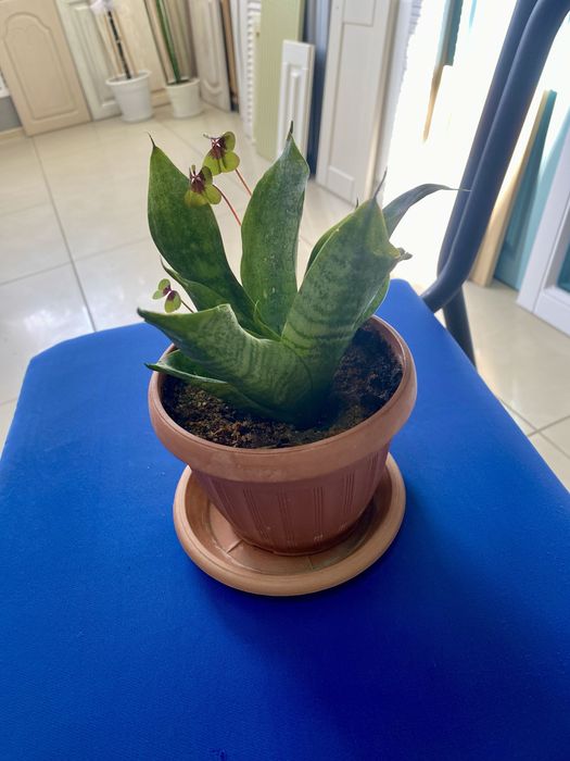 Комнатные цветы(растения)