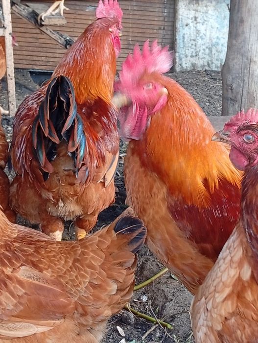 Продам домашние инкубационные яйца