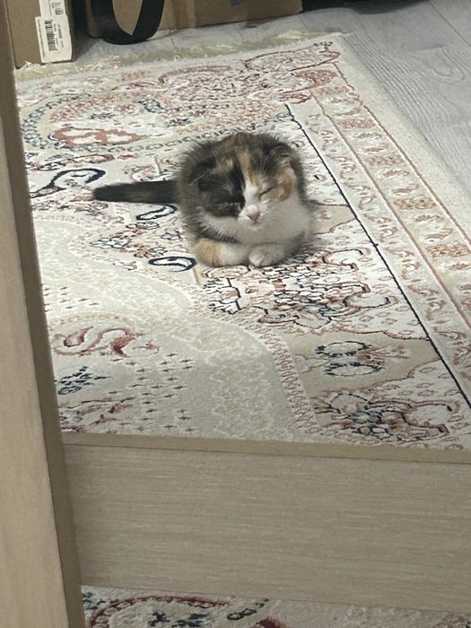 Марғау,котеноккк
