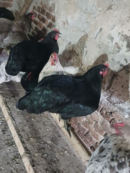 Pui Australorp de vânzare – mai multe vârste disponibile