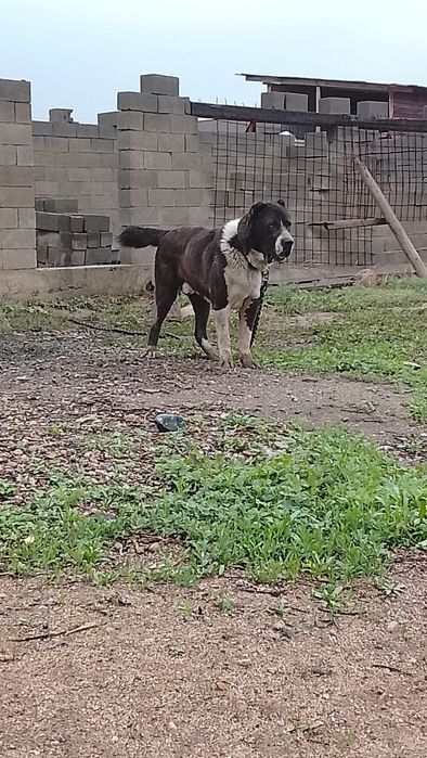 Алабай 1.8 младой