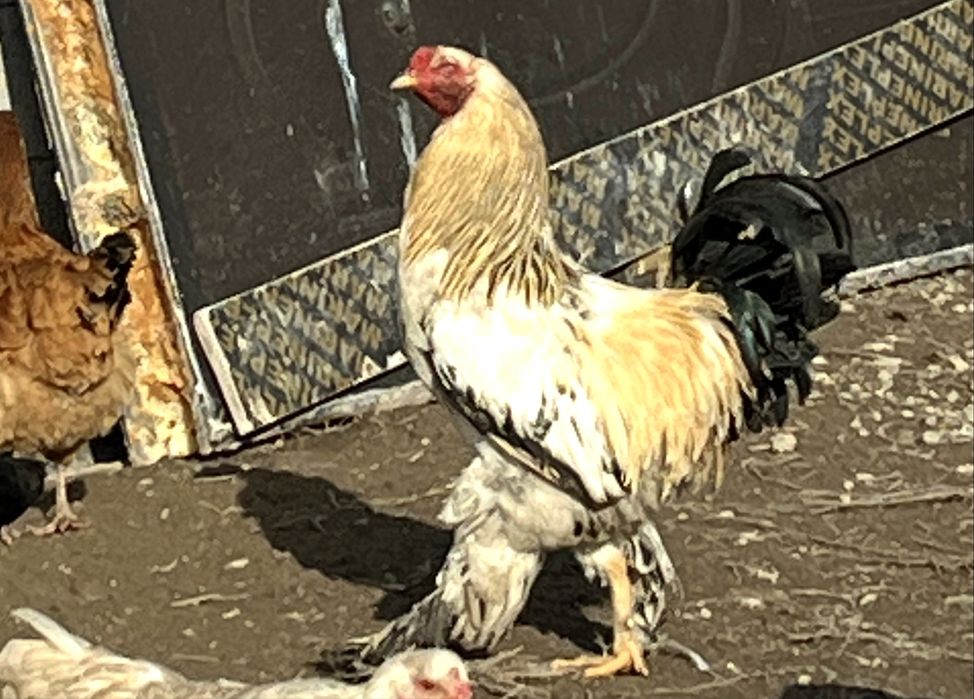 Петух домашнаяяя
