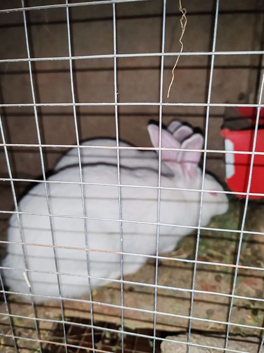 Продам кроликов.