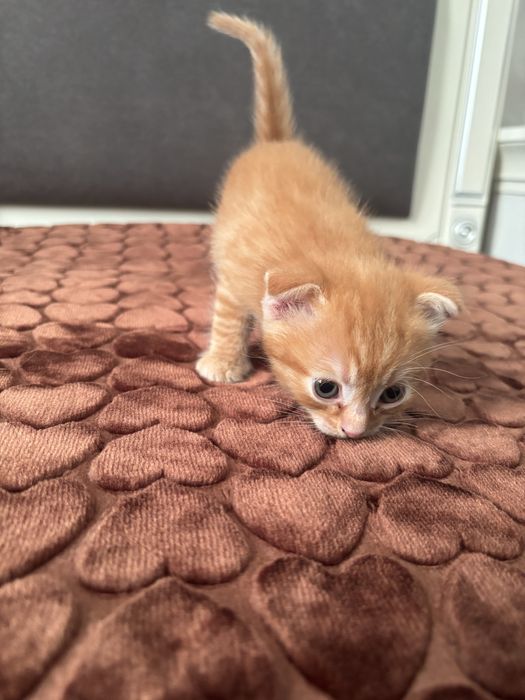 котята скоттиш фолд чистокровные