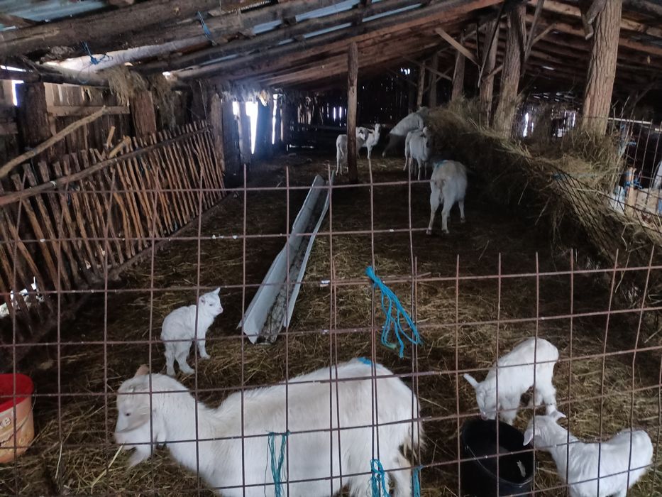 Vând   capre tinere albe ,rasa sanen și alba de banat