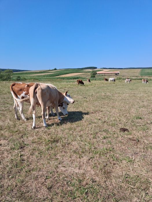 Vănd 11 vaci și un taur