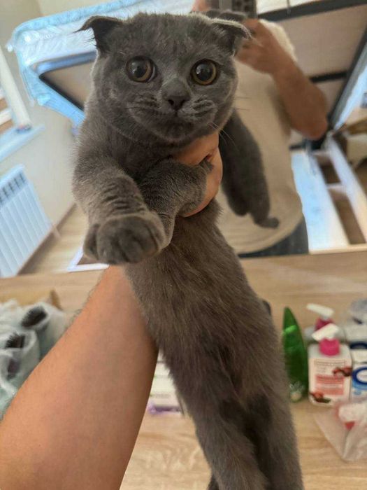 Вислоухие кошки (ПЕПЕЛЬНЫЙ ЦВЕТ) СРОЧНО!