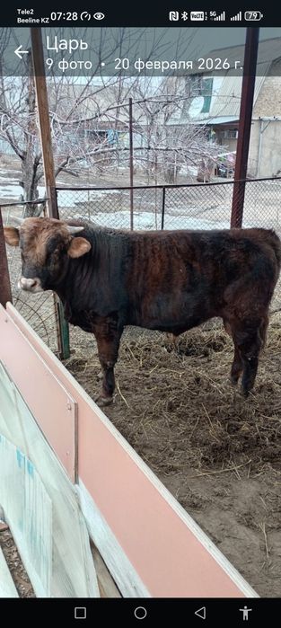 Продам БЫЧКА. Молочный подсос.