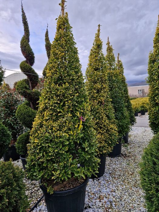 Palmierii rezistenți la îngheț magnolia grandiflora