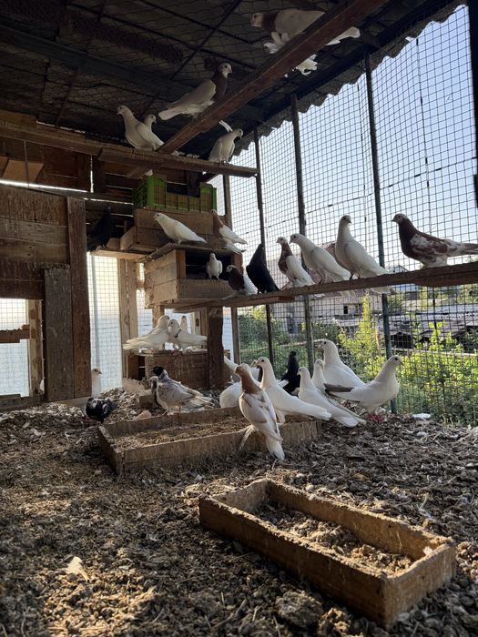 Продаются голуби