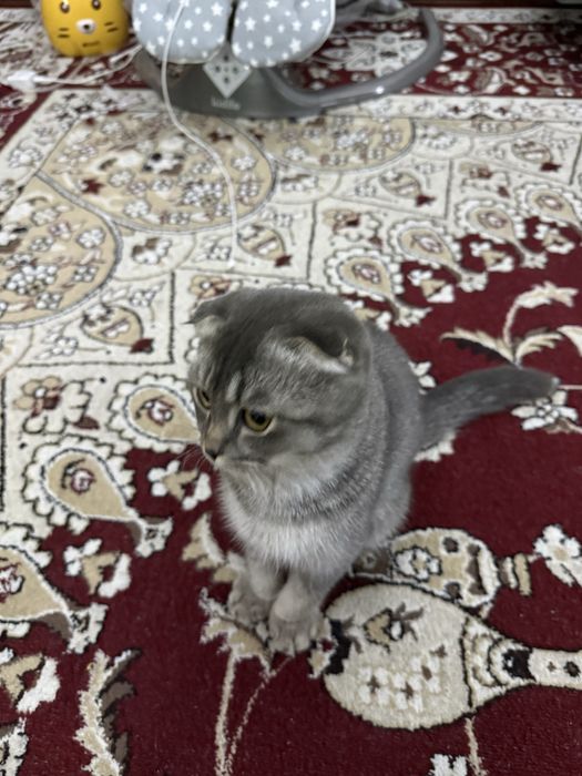 Skotsh fold mushukcha