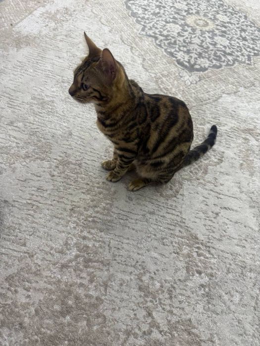 Mushuk bengalskiy tozza.