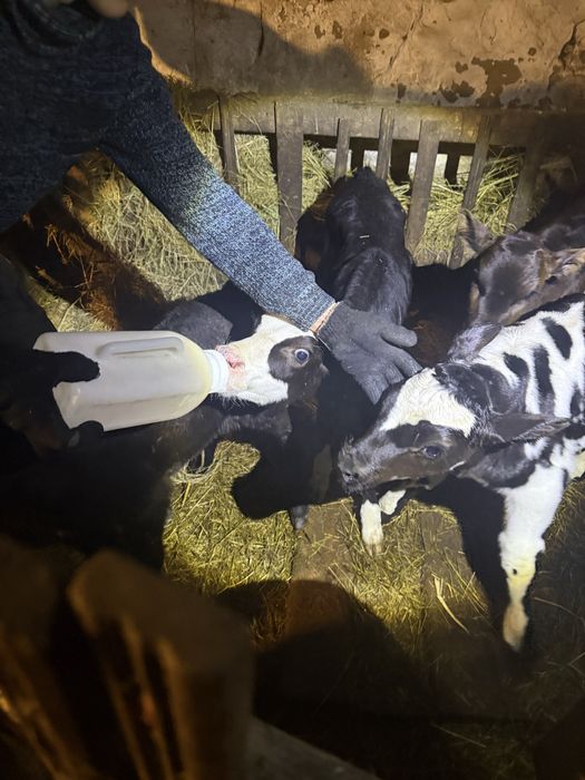 Продам .месячных Телята