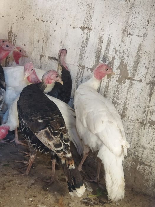 Продам куры домашние
