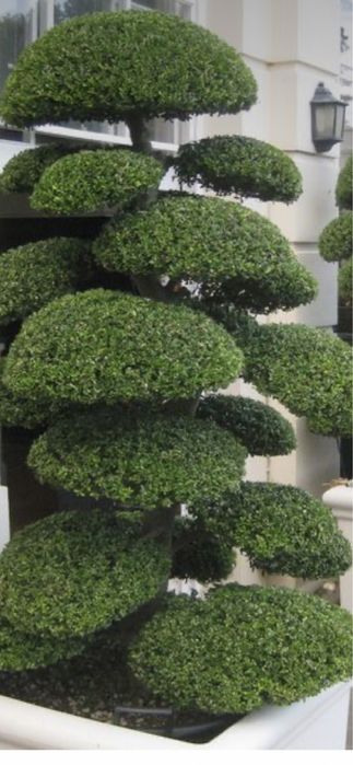 Plante de înaltă calitate si stil