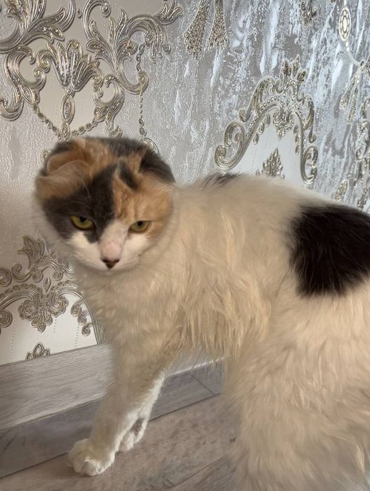 Damashni mushu sotiladi arzon narxda