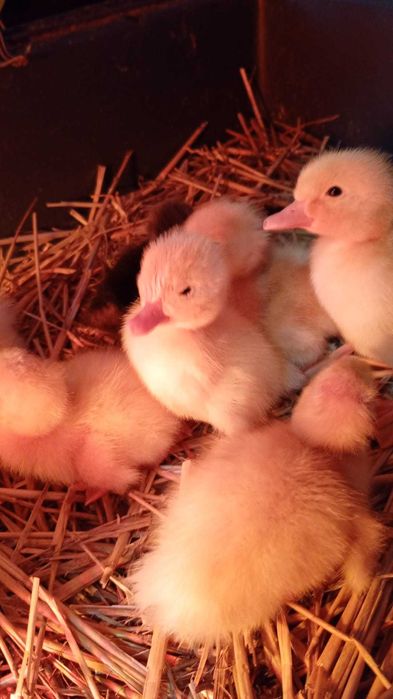 Vand boboci de rata romanesti